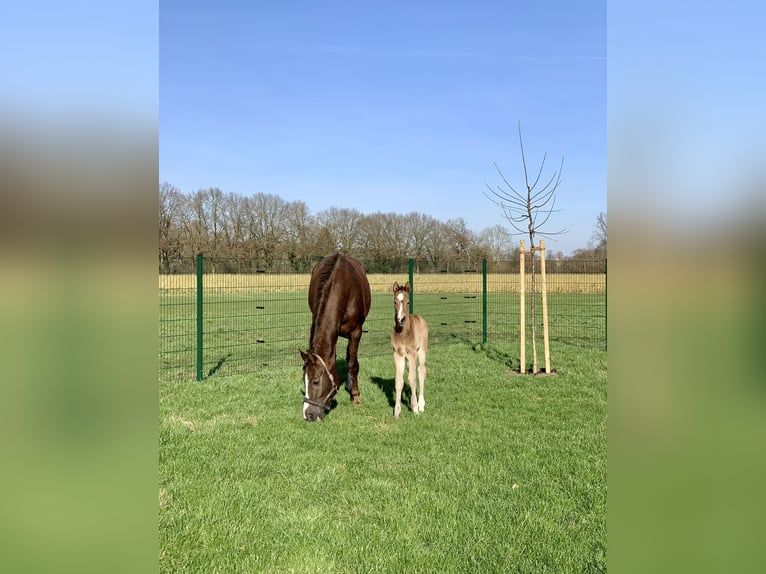 German Riding Horse Mare 10 years 16,1 hh Chestnut-Red in Altenberge