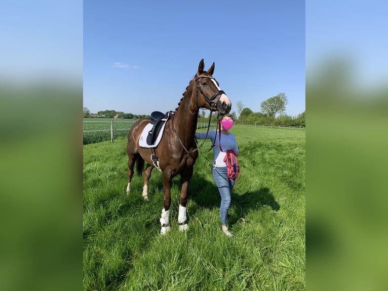 German Riding Horse Mare 10 years 16,1 hh Chestnut-Red in Altenberge