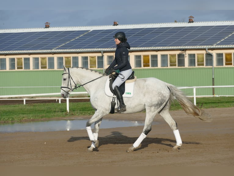 German Riding Horse Mare 10 years 16,1 hh Gray in Ganschow