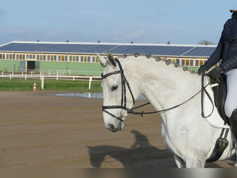 German Riding Horse Mare 10 years 16,1 hh Gray in Ganschow