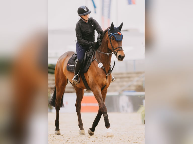 German Riding Horse Mare 10 years 16,2 hh Brown in Freudenstadt