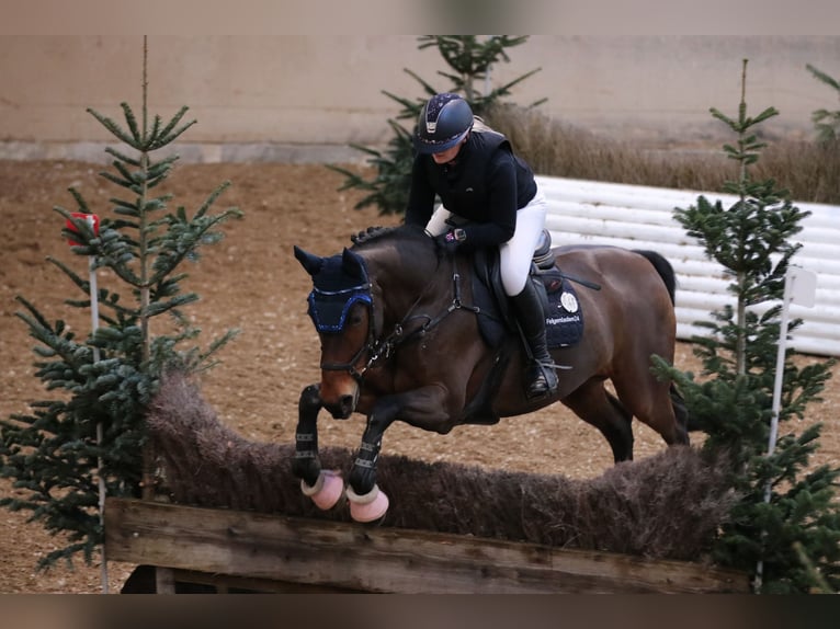 German Riding Horse Mare 10 years 16,2 hh Brown in Freudenstadt