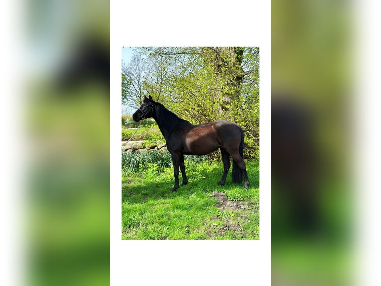 German Riding Horse Mare 10 years 16 hh Black in Mechow