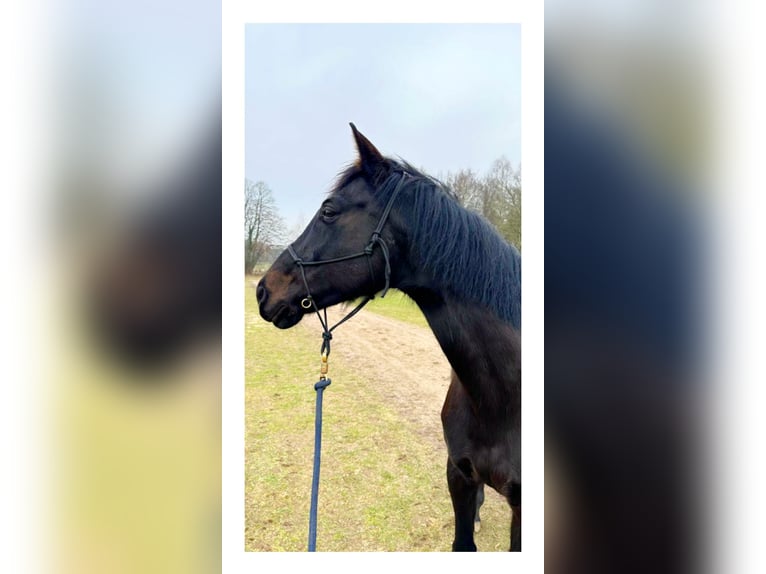 German Riding Horse Mare 10 years 16 hh Black in Mechow