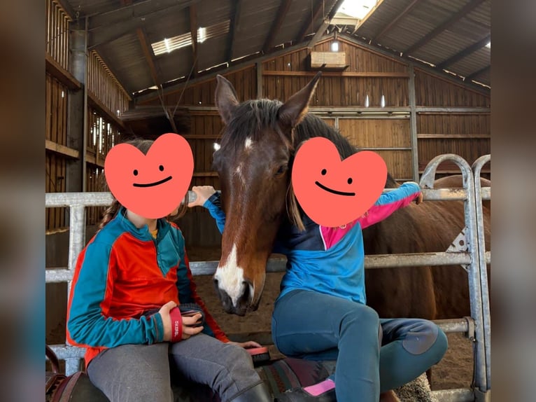 German Riding Horse Mare 10 years 16 hh  in Rieneck