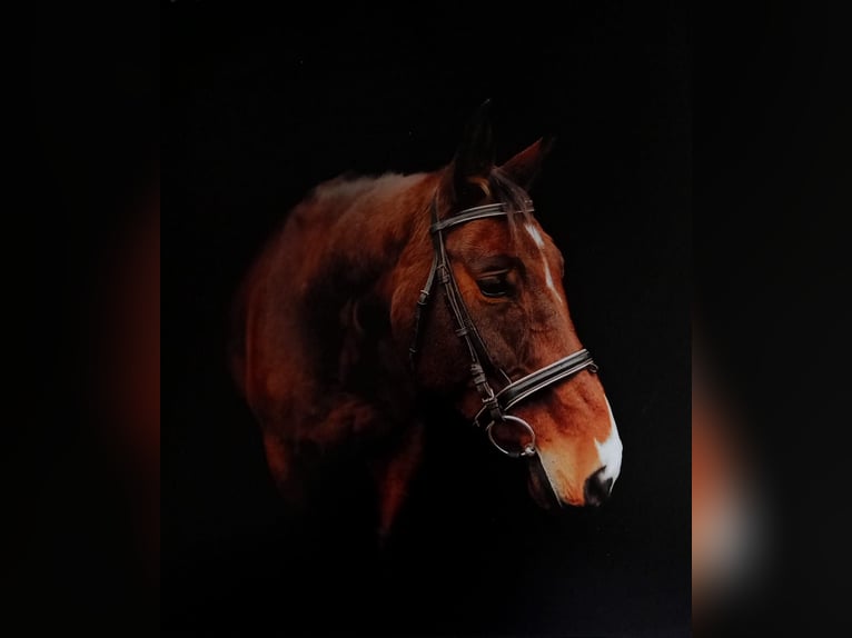 German Riding Horse Mare 10 years 16 hh  in Rieneck