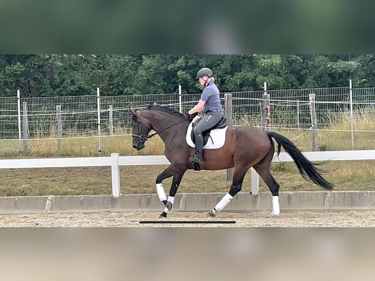 German Riding Horse Mare 10 years 16 hh Brown in Metzingen