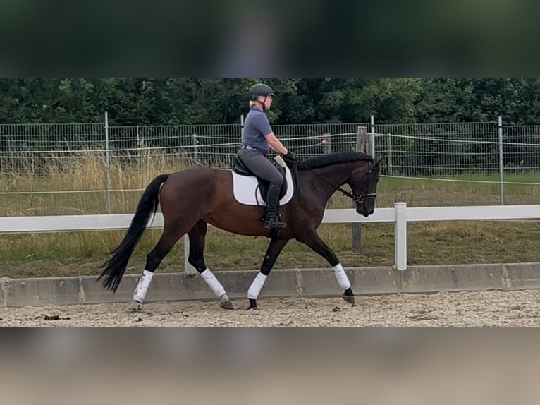 German Riding Horse Mare 10 years 16 hh Brown in Metzingen