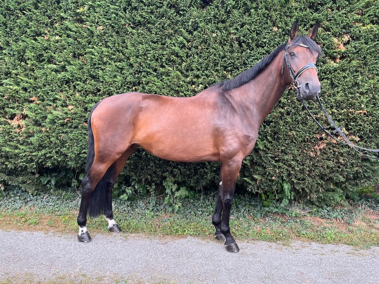 German Riding Horse Mare 10 years 16 hh Brown in Metzingen