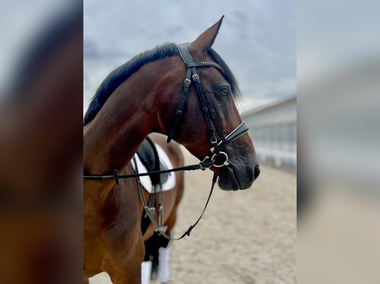 German Riding Horse Mare 10 years 16 hh Brown in Metzingen