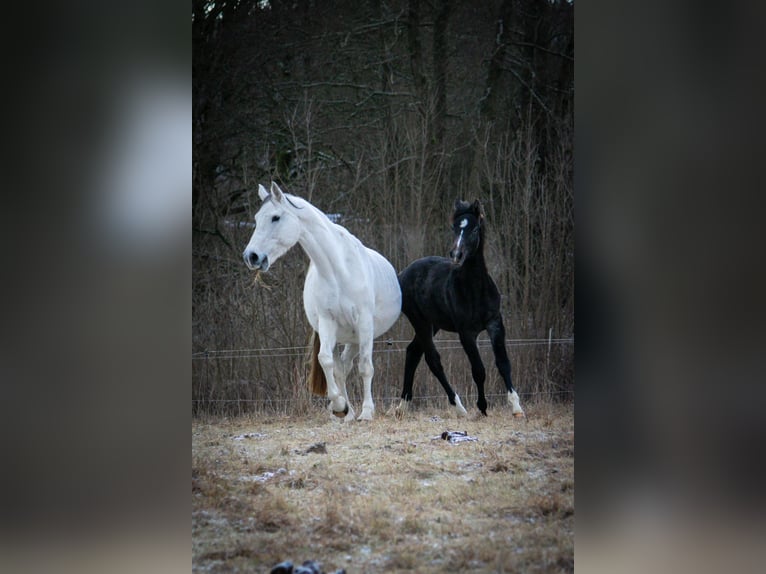 German Riding Horse Mare 10 years 16 hh Grey in Suhl