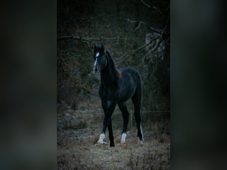 German Riding Horse Mare 10 years 16 hh Grey in Suhl
