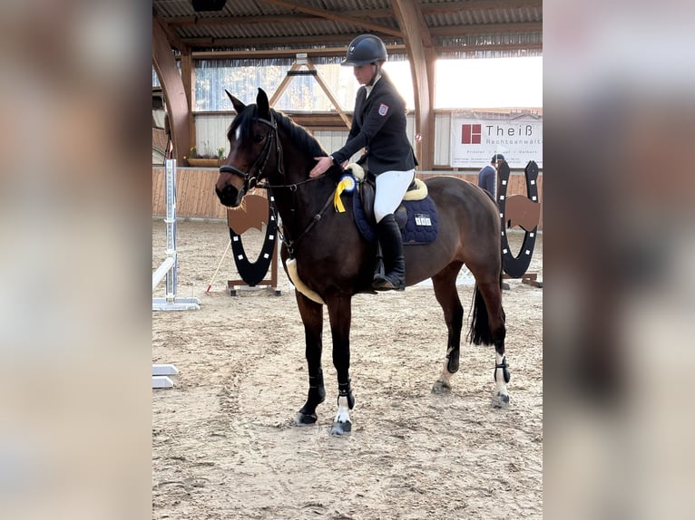 German Riding Horse Mare 10 years 16,1 hh Brown in Riedstadt