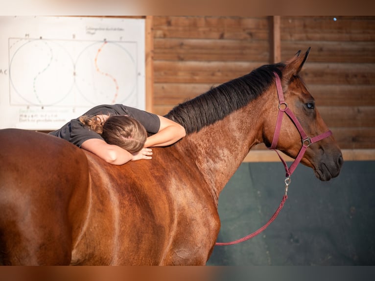 German Riding Horse Mare 10 years 16,3 hh Brown in Am Ettersberg