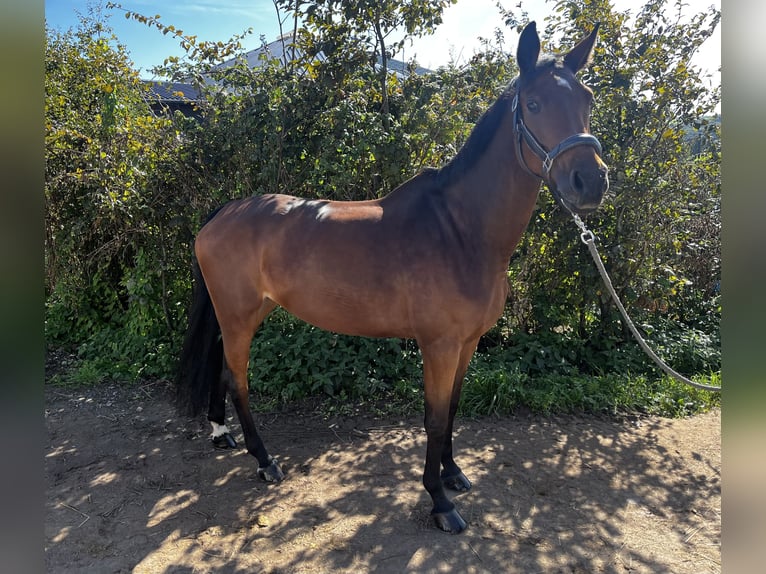 German Riding Horse Mare 10 years 16,3 hh Brown in Wermelskirchen