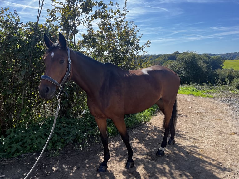 German Riding Horse Mare 10 years 16,3 hh Brown in Wermelskirchen