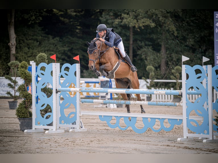 German Riding Horse Mare 10 years 16,3 hh Brown in Wermelskirchen