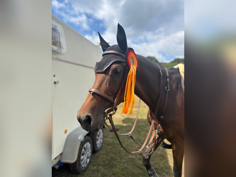 German Riding Horse Mare 10 years 16,3 hh Brown in Wermelskirchen