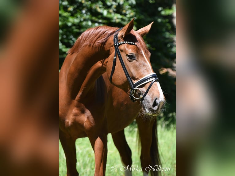 German Riding Horse Mare 10 years 17 hh Chestnut-Red in Oberhausen-Rheinhausen German Riding Horse Mare 10 years 17 hh Chestnut-Red in Oberhausen-Rheinhausen