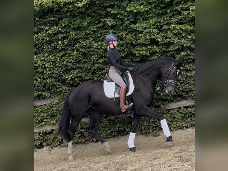 German Riding Horse Mare 10 years 17,1 hh Smoky-Black in Warendorf