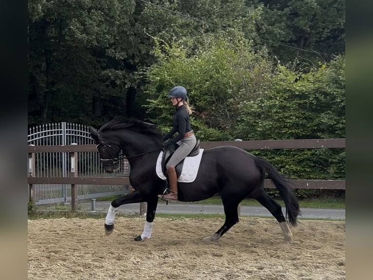 German Riding Horse Mare 10 years 17,1 hh Smoky-Black in Warendorf