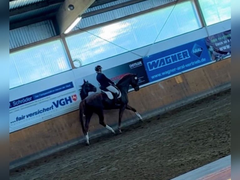 German Riding Horse Mare 10 years Chestnut-Red in Salzgitter