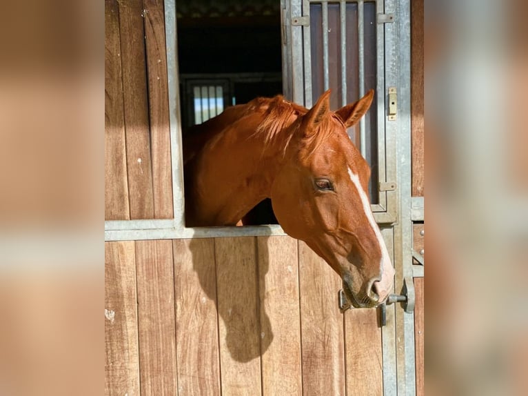 German Riding Horse Mare 10 years Chestnut-Red in Salzgitter