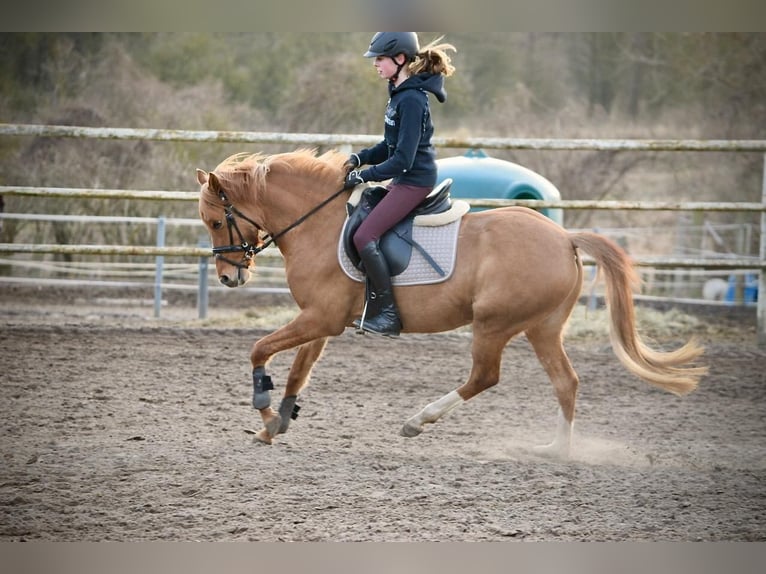 German Riding Horse Mare 11 years 13,2 hh Chestnut-Red in Priborn