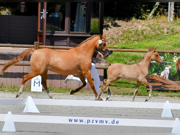 German Riding Horse Mare 11 years 13,2 hh Chestnut-Red in Priborn