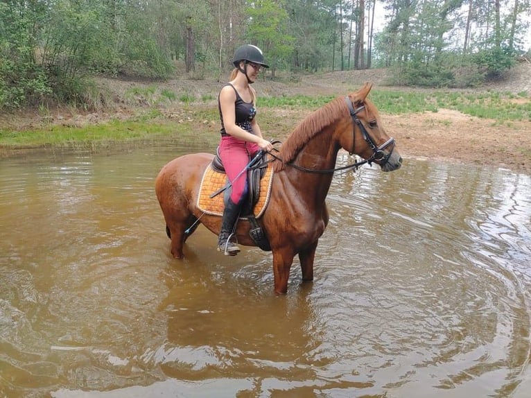 German Riding Horse Mare 11 years 15.1 hh Chestnut-Red in Buchhain