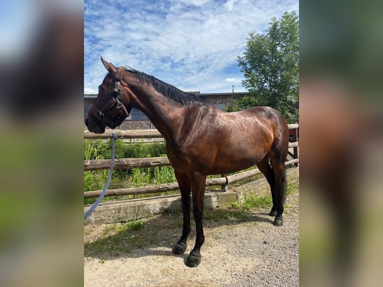 German Riding Horse Mare 11 years 15.2 hh Bay-Dark in Grevenbroich