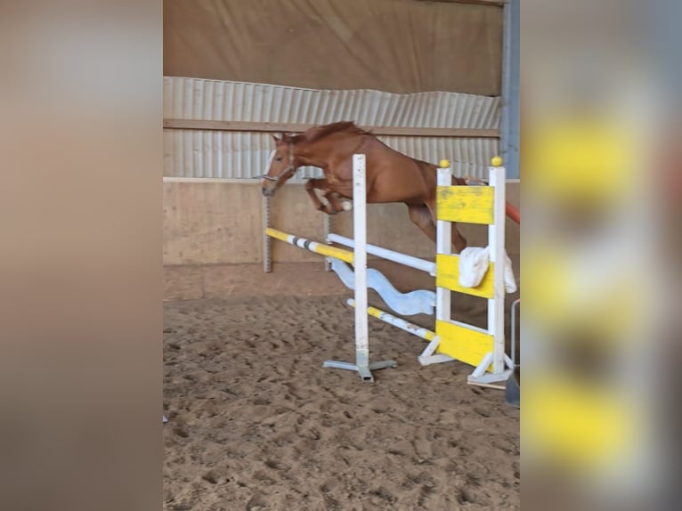 German Riding Horse Mare 11 years 15.2 hh Chestnut-Red in Minden