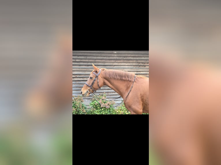 German Riding Horse Mare 11 years 15,2 hh Chestnut-Red in Minden