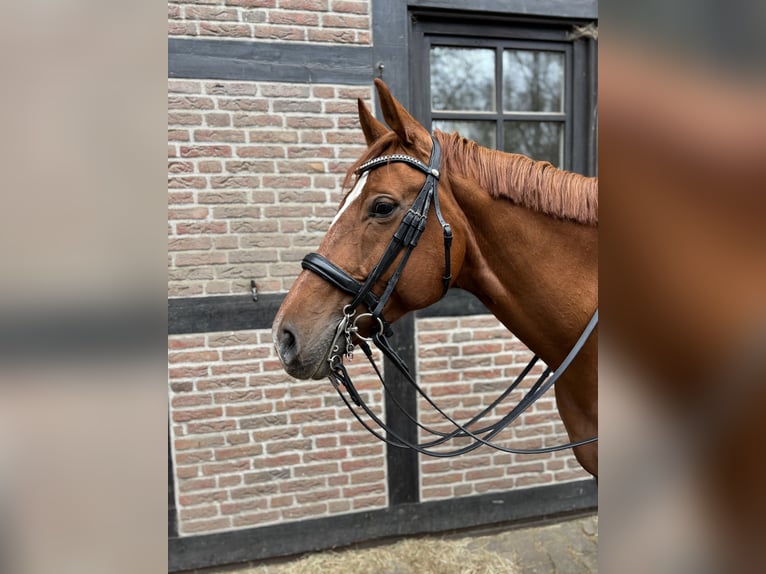 German Riding Horse Mare 11 years 16,1 hh Chestnut-Red in Berlin