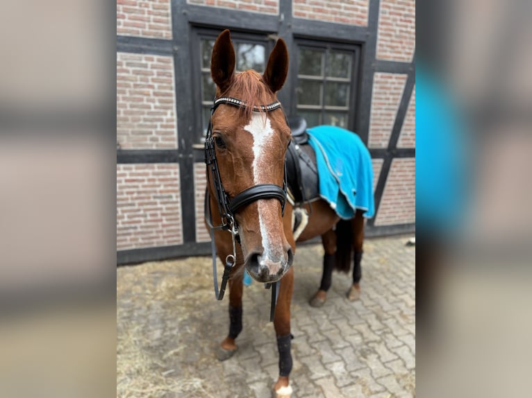 German Riding Horse Mare 11 years 16,1 hh Chestnut-Red in Berlin