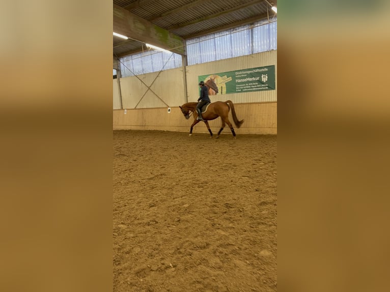 German Riding Horse Mare 11 years 16,1 hh Chestnut-Red in Berlin