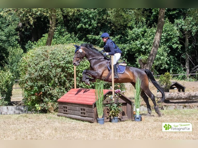 German Riding Horse Mare 11 years 16,2 hh Brown in Saerbeck