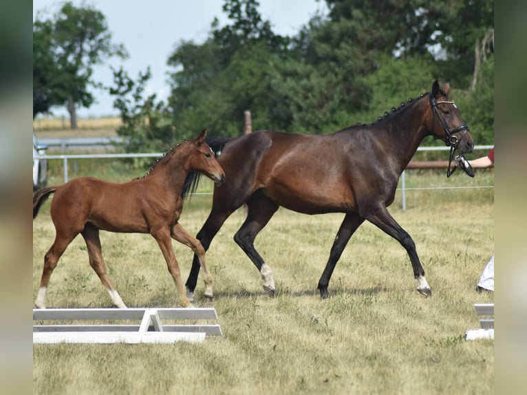 German Riding Horse Mare 11 years 16,1 hh Brown in W&#xF6;rmlitz