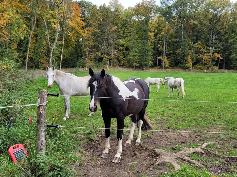 German Riding Horse Mare 11 years 16,1 hh Pinto in Hadamar