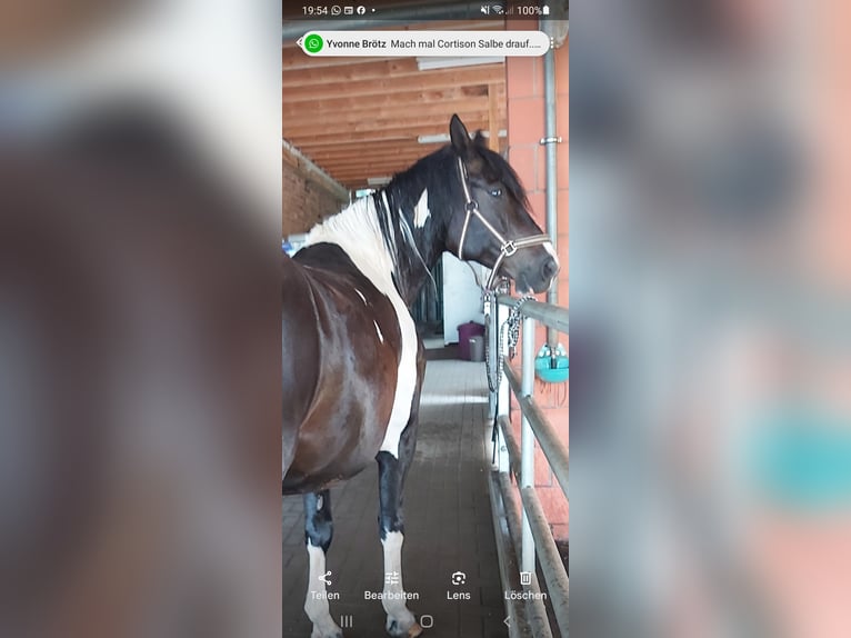 German Riding Horse Mare 11 years 16,1 hh Pinto in Hadamar