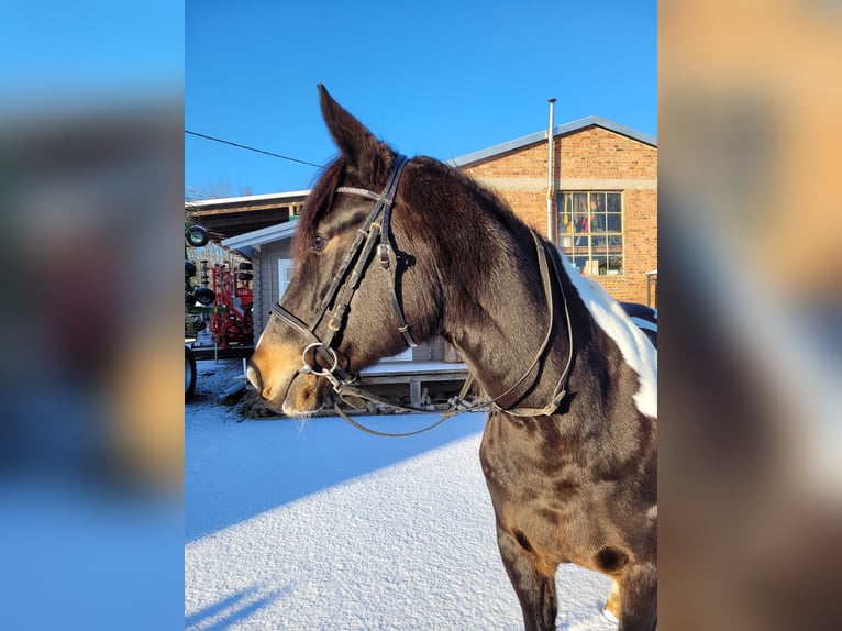 German Riding Horse Mare 11 years 16,1 hh Pinto in Hadamar