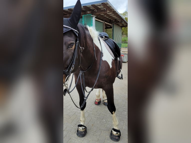 German Riding Horse Mare 11 years 16,1 hh Pinto in Hadamar
