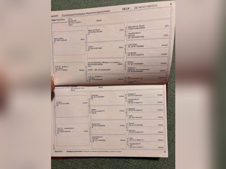 German Riding Horse Mare 11 years 16,3 hh Brown in Wermelskirchen