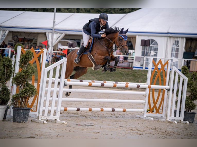 German Riding Horse Mare 11 years 16,3 hh Brown in Wermelskirchen