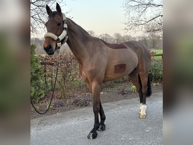 German Riding Horse Mare 11 years 17 hh Brown in Ahaus