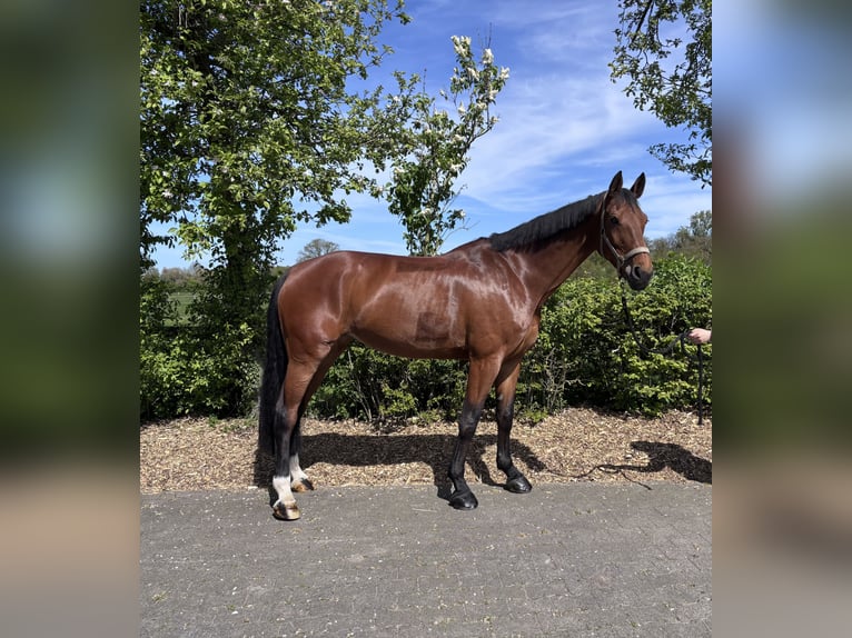 German Riding Horse Mare 11 years 17 hh Brown in Ahaus