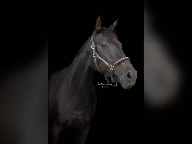 German Riding Horse Mix Mare 12 years 15,2 hh Smoky-Black in Minden