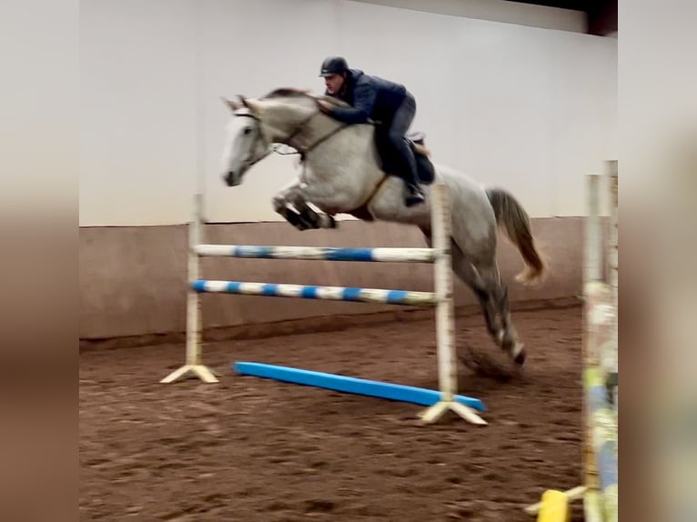 German Riding Horse Mare 12 years 16,3 hh Gray in Borstel