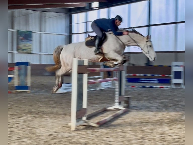 German Riding Horse Mare 12 years 16,3 hh Gray in Borstel