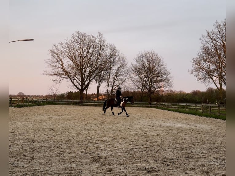 German Riding Horse Mix Mare 12 years 16,3 hh Pinto in Erkelenz